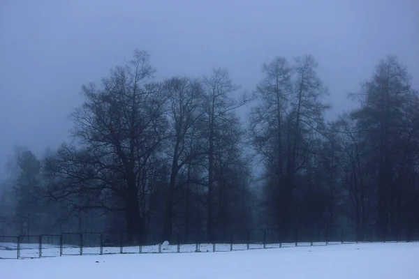 Bäume Der Ferne Nebel Torchina Park Wintermorgen — Stockfoto