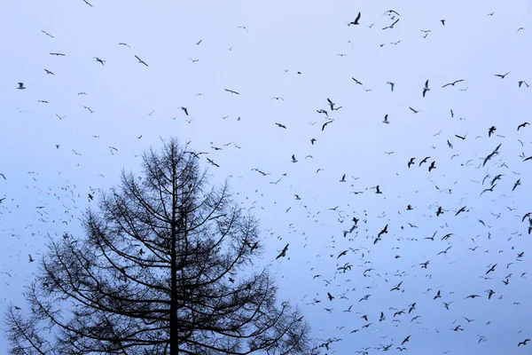 Blue Sky Tree Many Gulls Park — Stock Photo, Image