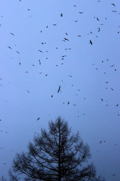 Blue Sky Tree Many Gulls Park — Stock Photo, Image