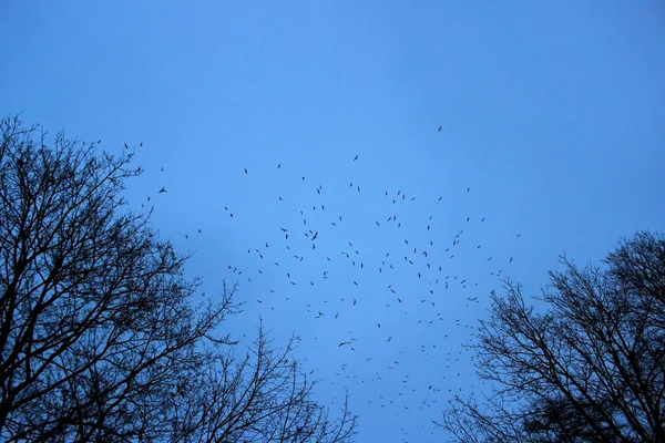 Cielo Azul Con Árboles Muchas Gaviotas Parque — Foto de Stock