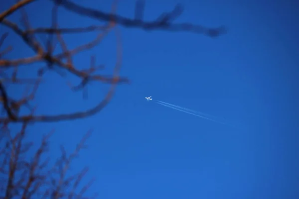 Blauer Himmel Und Flugzeug Äste Von Bäumen Vordergrund — Stockfoto