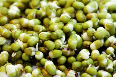 taze yeşil bezelye Vigna radiata lahanası ile yakın çekim.