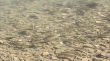 Krasnodar bölgesi, Rusya Federasyonu Khosta Nehri'nin şeffaf su genç balık sürüsü. Yaz 2017.
