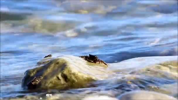 Μικρά μαρμάρινα καβούρια της Pachygrapsus marmoratus τρώει φύκια από την επιφάνεια της πέτρας στη Μαύρη θάλασσα. Ρωσία — Αρχείο Βίντεο