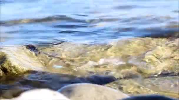 Невеликих мармурових краби краб мармуровий їсти морські водорості від поверхні каменю на березі Чорного моря. Росія — стокове відео