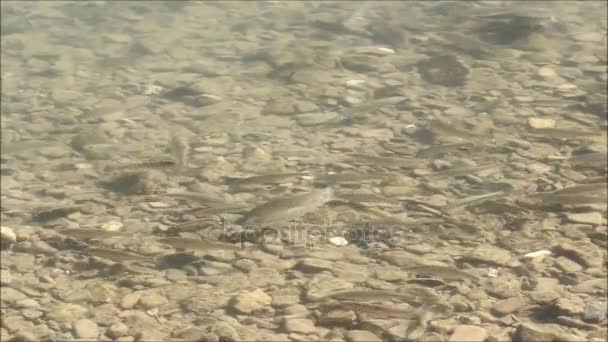 Troupeau de jeunes poissons dans les eaux transparentes de la rivière Khosta, territoire de Krasnodar, Russie. Été 2017 . — Video