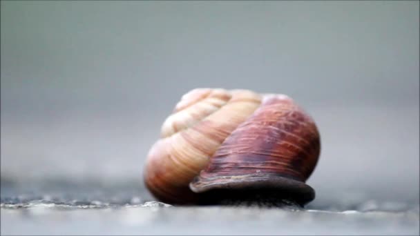 La lumaca Arianta arbustorum striscia lentamente fuori dal suo guscio. Khosta, Russia, 2017 . — Video Stock