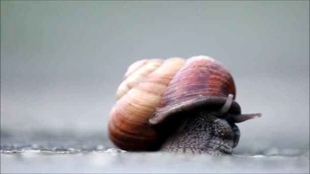 O caracol Arianta arbustorum rasteja lentamente para fora de sua concha. Khosta, Rússia, 2017 . — Vídeo de Stock