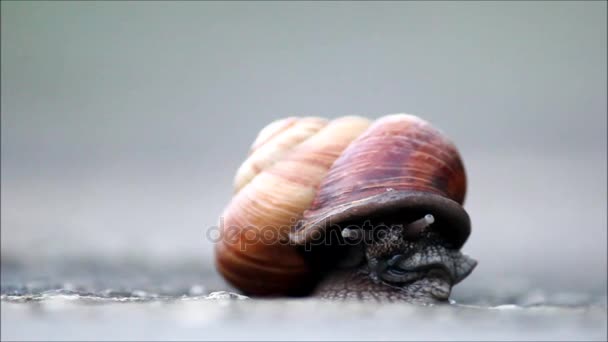The snail Arianta arbustorum slowly crawls out of its shell. Khosta, Russia, 2017. — Stock Video