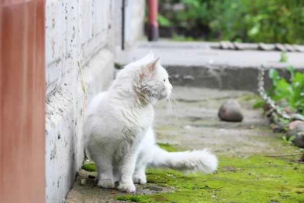 Bianco Singolo Gatto Senzatetto Con Gli Occhi Arancioni Posa All — Foto Stock