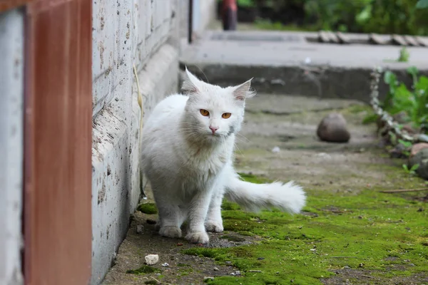 Blanco Solo Sin Hogar Gato Con Naranja Ojos Posando Aire — Foto de Stock