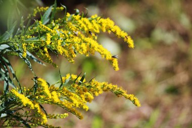 Solidago sarı çiçekli bitki ve ve yaz aylarında küçük bir sinek. Bitkisel ilaç.