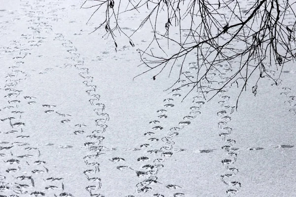 Fußabdrücke Von Enten Auf Der Oberfläche Des Sees Bedeckt Mit — Stockfoto