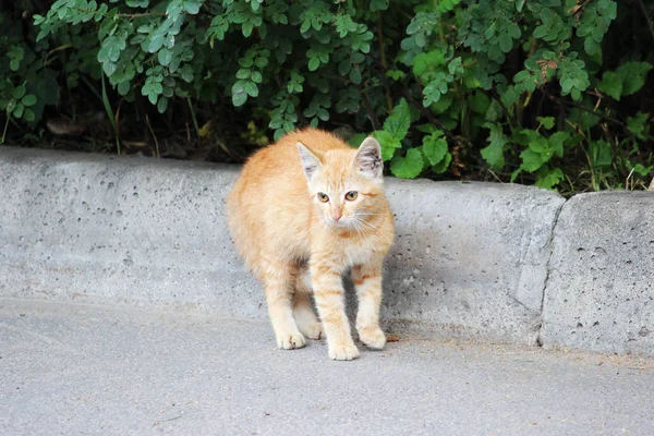 Red Homeless Kitten Ear Otodectic Mange Ears Stood End Fear — Stock Photo, Image