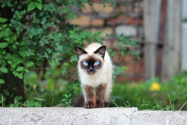 流浪的暹罗猫蓝眼睛沿着街道走 — 图库照片