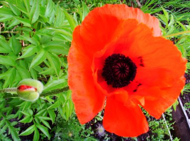 güzel kırmızı haşhaş çiçek sembolü Şükran günü ABD yakın çekim.