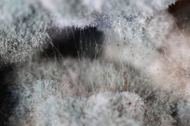 Aspergilloz Aspergillus flavus tuzlu mantar tatlım mantar Armillaria mellea üzerinde büyüme. Makro çekim. Gri ve siyah hif kümesi