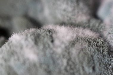 Aspergilloz Aspergillus flavus tuzlu mantar tatlım mantar Armillaria mellea üzerinde büyüme. Makro çekim. Gri ve siyah hif kümesi