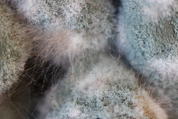 Wzrostu aspergilozy Aspergillus flavus na solone pieczarki miód grzyb Opieńka Miodowa. Makrofotografii. Zestaw strzępki szary i czarny — Zdjęcie stockowe