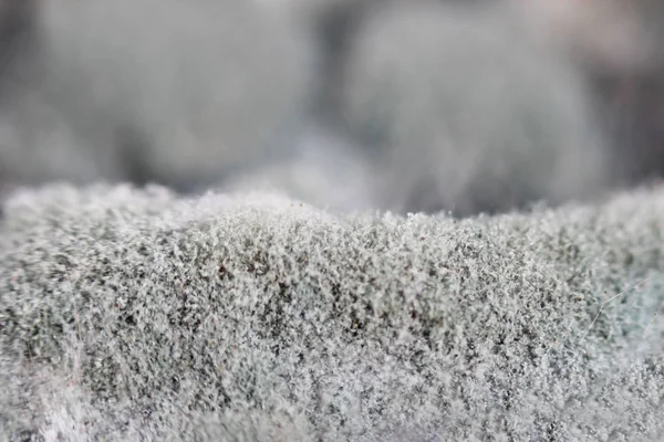 Crecimiento de la aspergilosis Aspergillus flavus en un hongo de miel de setas saladas Armillaria mellea. Disparos macro. Conjunto de hifas grises y negras — Foto de Stock