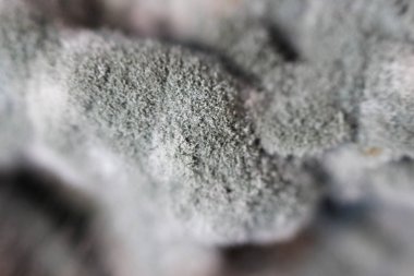 Aspergilloz Aspergillus flavus tuzlu mantar tatlım mantar Armillaria mellea üzerinde büyüme. Makro çekim. Gri ve siyah hif kümesi