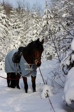vertical photo of a chestnut horse in a winter forest. in a horsecloth, with a bridle and a saddle. clipart