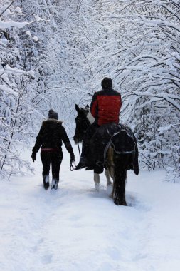 horseback ride on a horse in the winter forest with an escort. the horse is dressed in a blanket. clipart