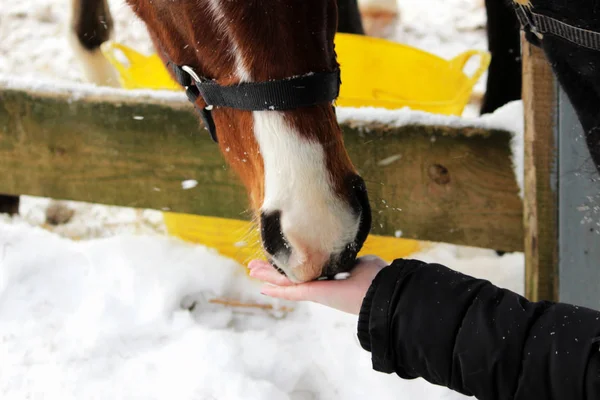 girl is feeding a horse with her hands. shooting outdoors in winter