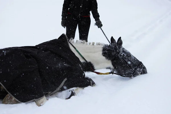 森を歩きながら冬に新鮮な空気のまだら馬 雪が降り注ぐ 体現したことわざの実証作業はまだ始まっていない 馬はおぼれることがなく — ストック写真