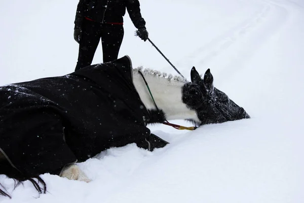 森を歩きながら冬に新鮮な空気のまだら馬 雪が降り注ぐ 体現したことわざの実証作業はまだ始まっていない 馬はおぼれることがなく — ストック写真