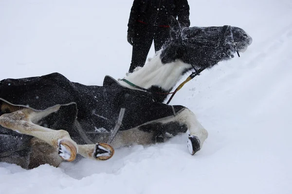 森を歩きながら冬に新鮮な空気のまだら馬 雪が降り注ぐ 体現したことわざの実証作業はまだ始まっていない 馬はおぼれることがなく — ストック写真