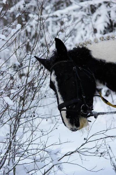 森を歩きながら冬に新鮮な空気のまだら馬 馬を食べる若い小ぎれいな木や木の枝で — ストック写真