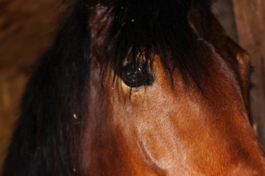 Kırmızı renk saç alnındaki genç mare bir kasa içine kapalı duruyor