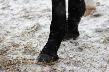 toynakları ön bacaklarda yerde duran bir siyah ata