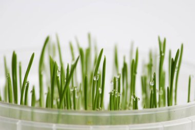 Yulaf genç lahanası kediler için kışın sindirim geliştirmek ve vitaminler ve enzimler bir kaynak olarak filiz. yeşil çim çiğ tanesini bırakır