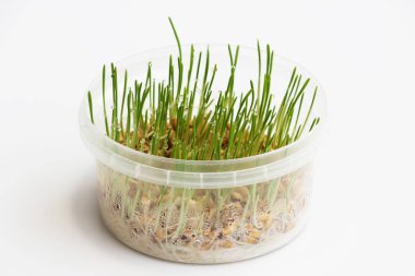 Yulaf genç lahanası kediler için kışın sindirim geliştirmek ve vitaminler ve enzimler bir kaynak olarak filiz. yeşil çim çiğ tanesini bırakır