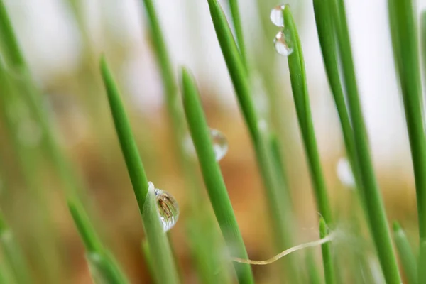 young sprouts of oats sprouted for cats in the winter to improve digestion and as a source of vitamins and enzymes. green grass with drops of dew