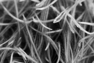 Yulaf genç lahanası kediler için kışın sindirim geliştirmek ve vitaminler ve enzimler bir kaynak olarak filiz. çim köklerinin. siyah ve beyaz.