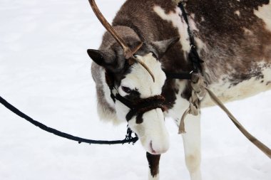 Ren geyiği Rangifer tarandus koşum tatil yapıyor.