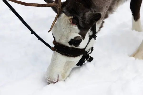 Poro Rangifer Tarandus Valjastettu Lomalla — kuvapankkivalokuva