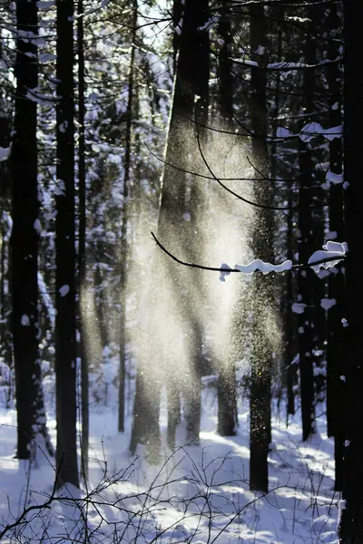 Белый Снег Падает Дерева Веткой Лесу Ветра После Снегопада Накануне — стоковое фото