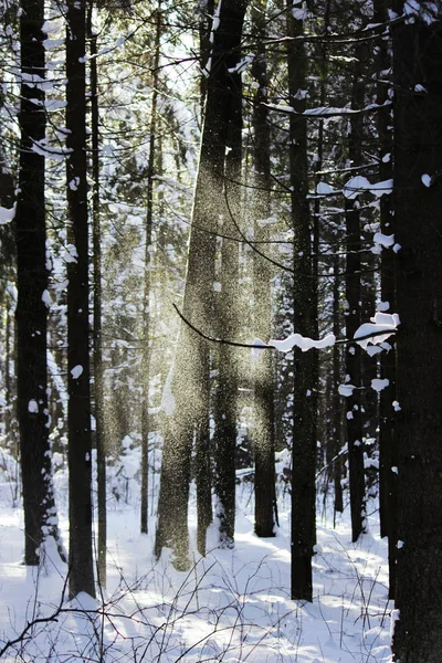 White Snow Falling Tree Twig Forest Wind Snowfall Day Looks — Stock Photo, Image