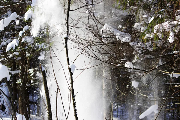 Λευκό Χιόνι Πέφτει Από Δέντρο Ένα Κλαδί Στο Δάσος Από — Φωτογραφία Αρχείου