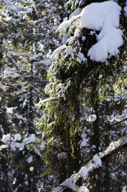 Beyaz kar rüzgar ormandan bir dal ile ağaçtan önceki gün kar yağışı sonra düşüyor. bir peri masalı hayalete benziyor