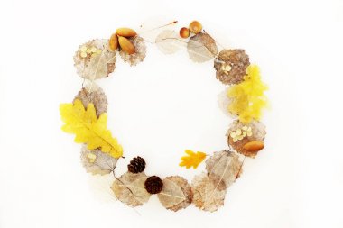 skeletonized aspen yuvarlak çerçeve bırakır, ficus ve meşe, koni ve meşe palamutları beyaz bir arka plan üzerinde