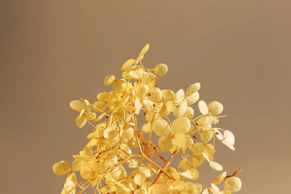 Torkade Blomställning Hortensia Hydrangea Opuloides Gult Och Brunt — Stockfoto