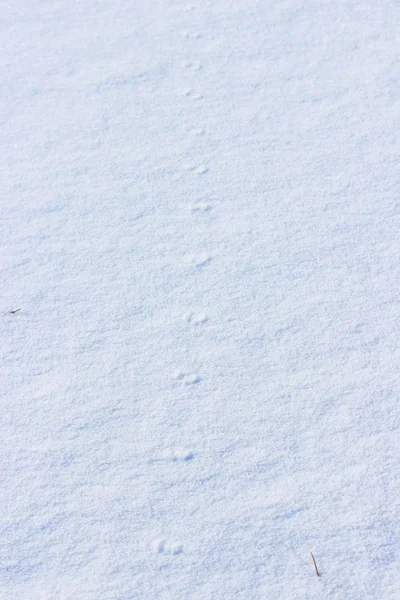 Traces Small Mouse White Snow Winter — Stock Photo, Image
