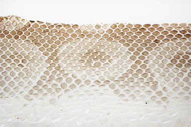 yılan Royal Python beyaz bir arka plan üzerinde savurma kaynaklı sıçrama deri ceket