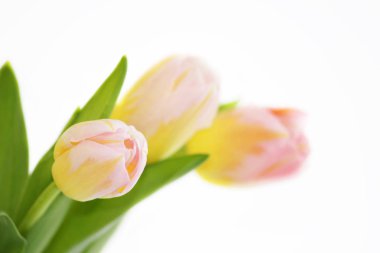 beyaz bir arka planda turuncu damarlar yakın çekim ile üç pembe laleler