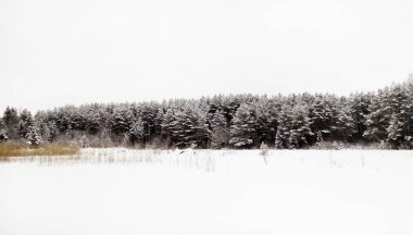 Kış iğne yapraklı orman, beyaz gökyüzü ve kar. Rusya